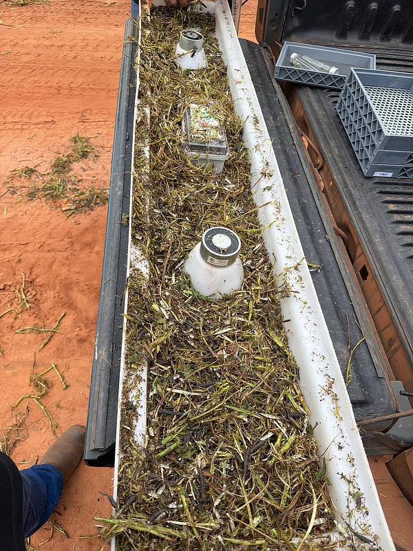 ScherGain drop-pan sampling in mung beans, FNG Group